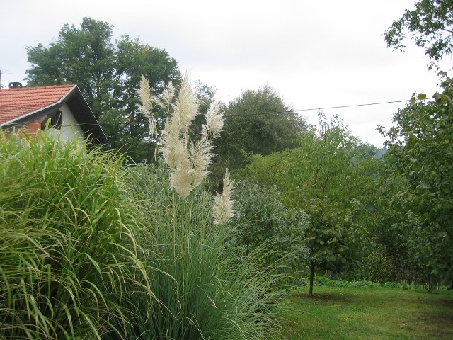 Pampas trava